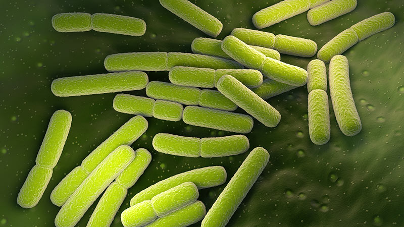 Close-up of escherichia coli bacteria cells