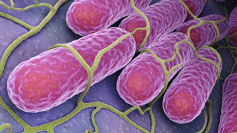 3D illustration of Salmonella bacteria