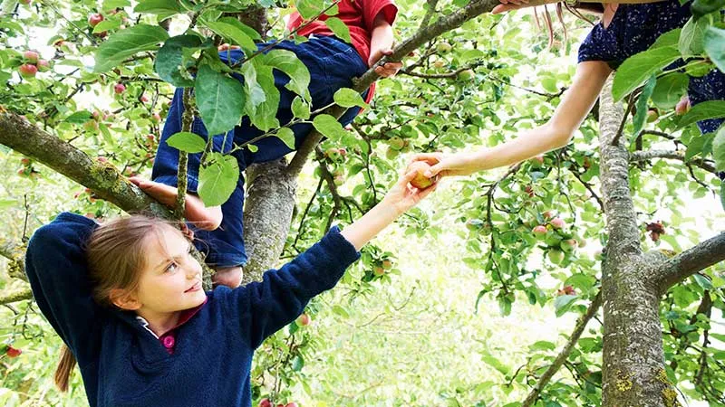 Three children cheerfully sitting on a tree plucking fruits. 