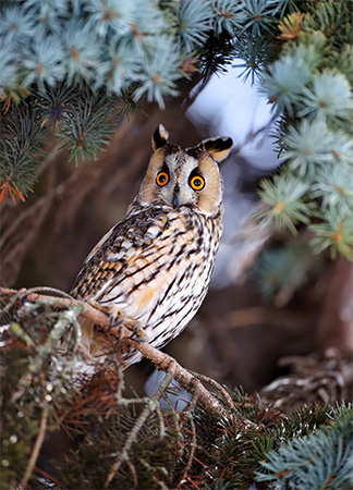eared Owl