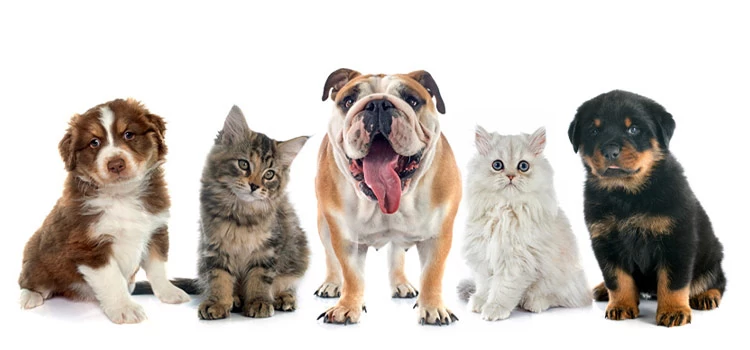 A photo of a bunch of cats and dogs