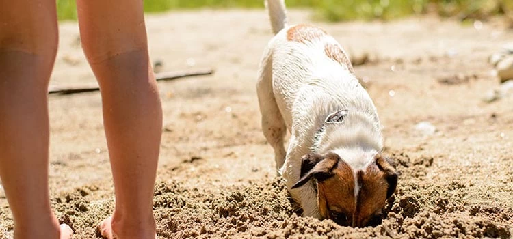 Cute puppy digging up sand on the beach