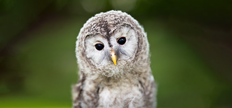 Close-up of a baby tawny owl.