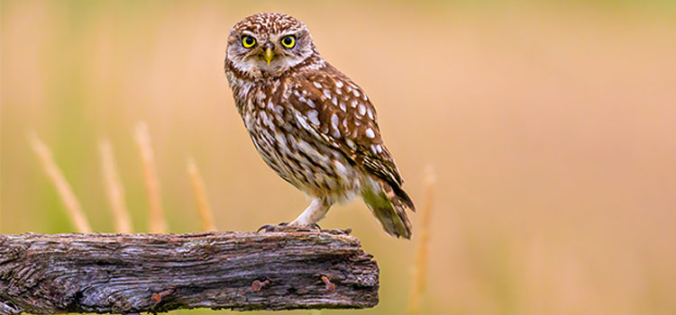 Close-up of a baby owl perched on a log.