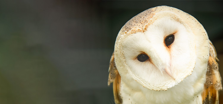 Close-up of a barn owl.