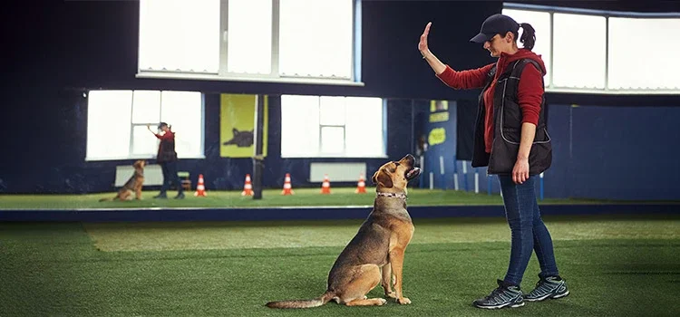 A woman training a dog to sit down when commanded