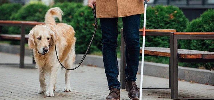 A golden retriever helping it’s blind owner on the streets