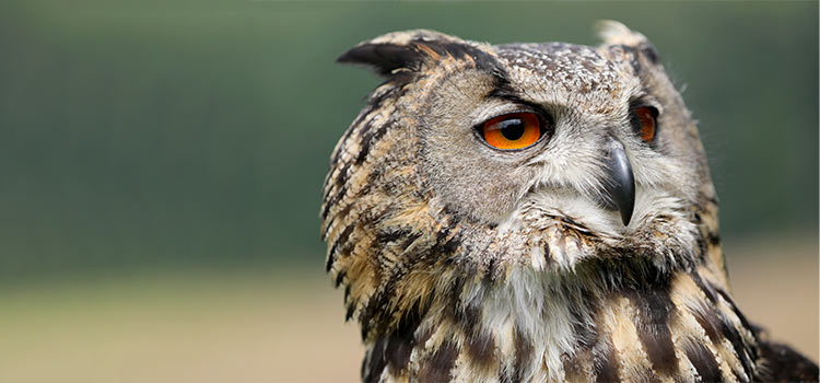 Close-up of a Eurasian Eagle-owl