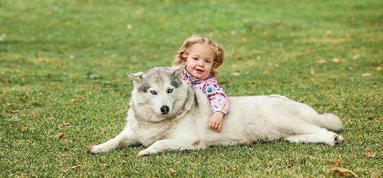  Little baby girl playing with a Siberian Husky dog on the green grass.