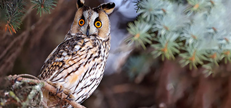 Close-up of a long-eared owl (Asio otus) resting on a tree.