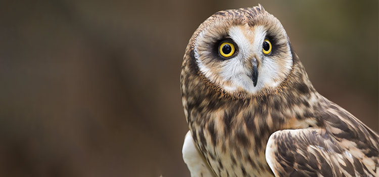 Close-up of a short-eared owl perched in field grass.
