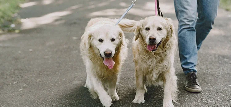 Two golden retrievers being waled by their owner