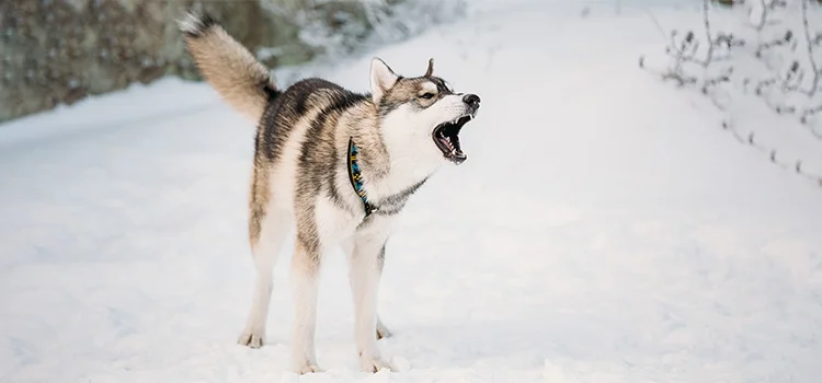 a young husky barking in the snow