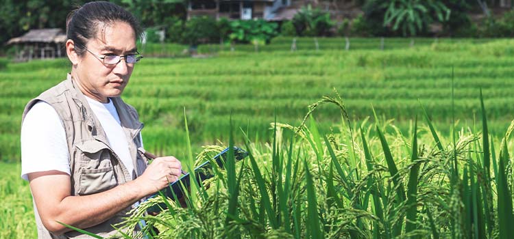 Environmental Health Officer checking the quality of crops