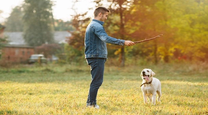 how much does it cost to fully train a guide dog