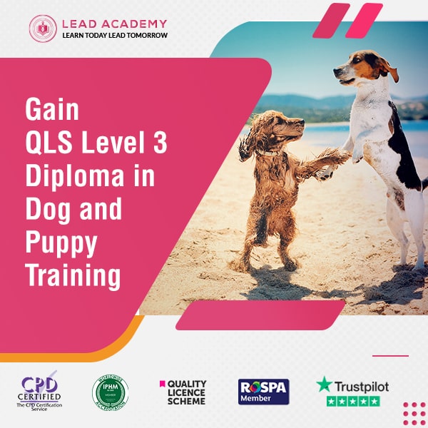 Diploma in Dog and Puppy Training at QLS Level 3