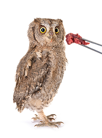 Feed a Baby Barn Owl