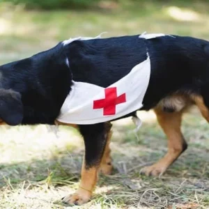 Accredited Dog First Aid