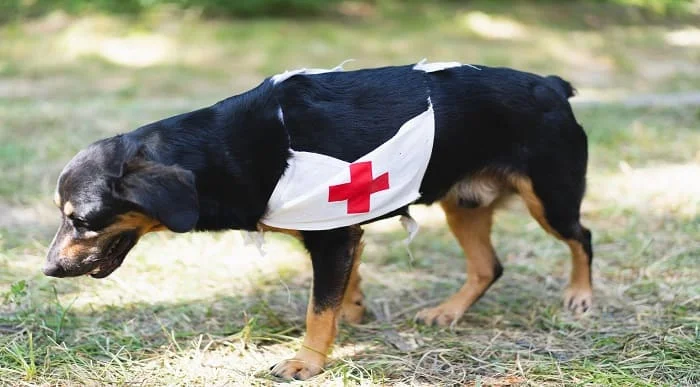Dog First Aid Online