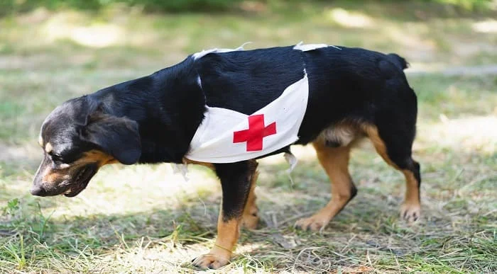 Accredited Dog First Aid