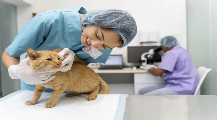 Animal Care Diploma – 3 Courses Complete Bundle