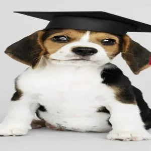Dog Training Diploma – 8 Courses Complete Bundle